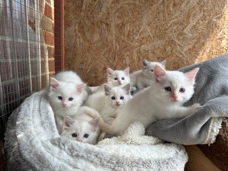 Ragdoll kittens for sale in Fareham, Hampshire – 8 weeks old