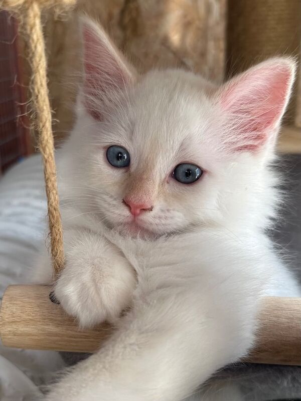 Ragdoll kittens for sale in Fareham, Hampshire – 8 weeks old - Image 3 of 3
