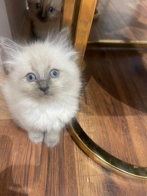 Ragdoll kittens for sale in Downend, Berkshire – 9 weeks old