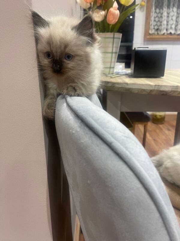 Ragdoll kittens for sale in Downend, Berkshire – 9 weeks old - Image 2 of 5
