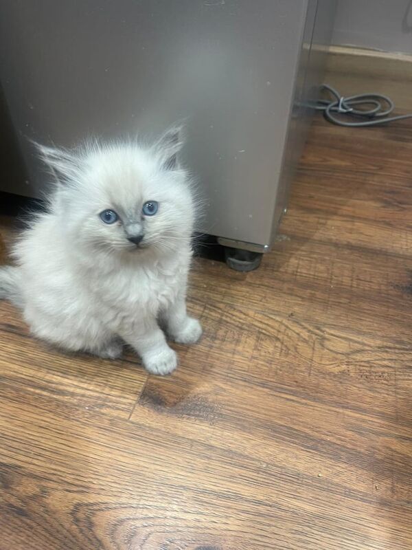 Ragdoll kittens for sale in Downend, Berkshire – 9 weeks old - Image 3 of 5