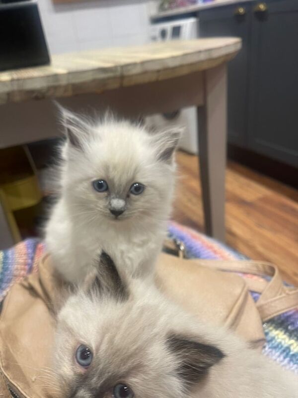 Ragdoll kittens for sale in Downend, Berkshire – 9 weeks old - Image 4 of 5
