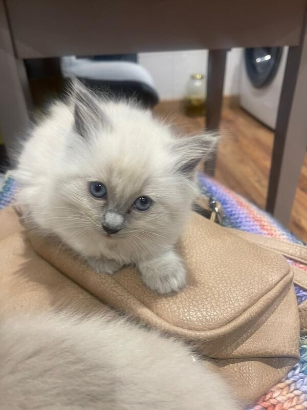 Ragdoll kittens for sale in Downend, Berkshire – 9 weeks old - Image 5 of 5