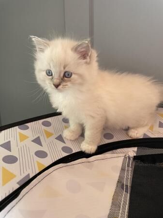 Stunning Ragdoll lynx boys one now reserved for sale in Alford, Lincolnshire