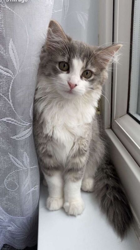 Ragdoll kittens for sale in Harehills, West Yorkshire – 8 months old