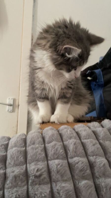 Stunning Ragdoll/Siberian kitten for sale - Image 2 of 5
