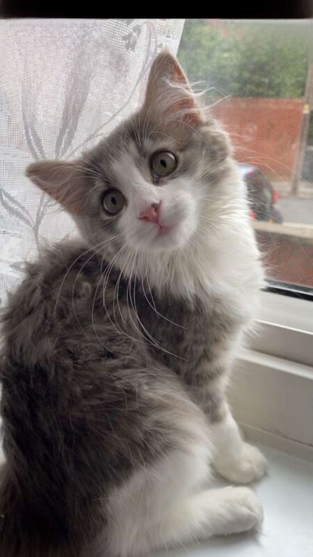 Stunning Ragdoll/Siberian kitten for sale - Image 3 of 5