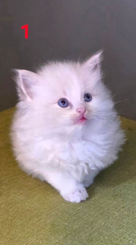 ️Stunning Ragdolls️