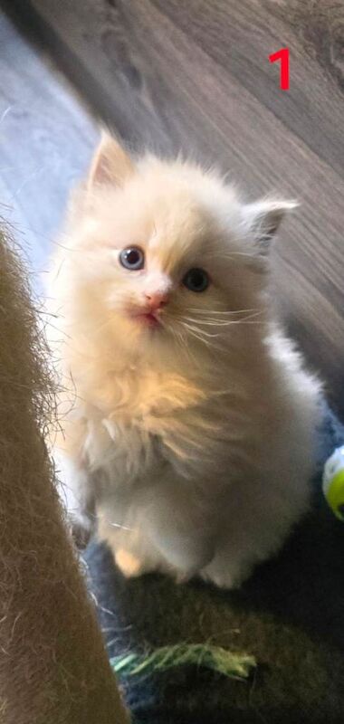 ️Stunning Ragdolls️ - Image 2 of 6