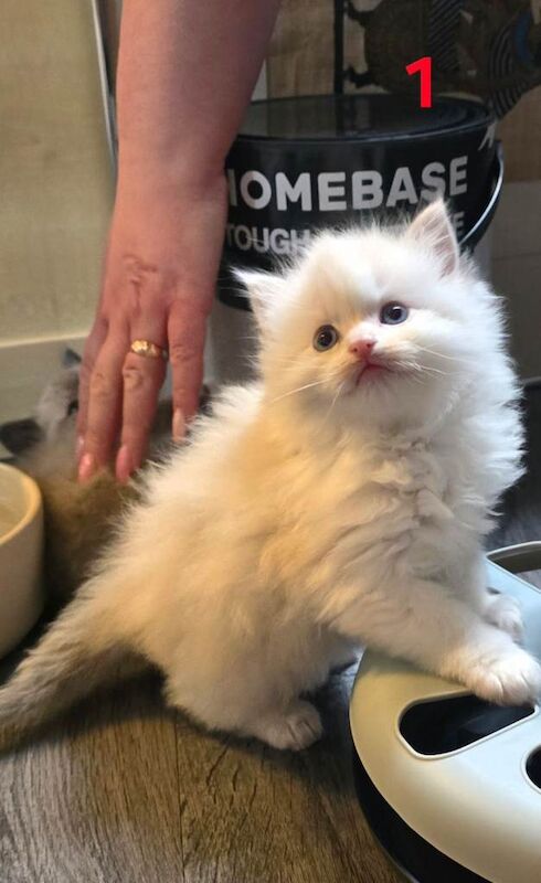 ️Stunning Ragdolls️ - Image 3 of 6