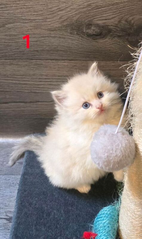 ️Stunning Ragdolls️ - Image 4 of 6
