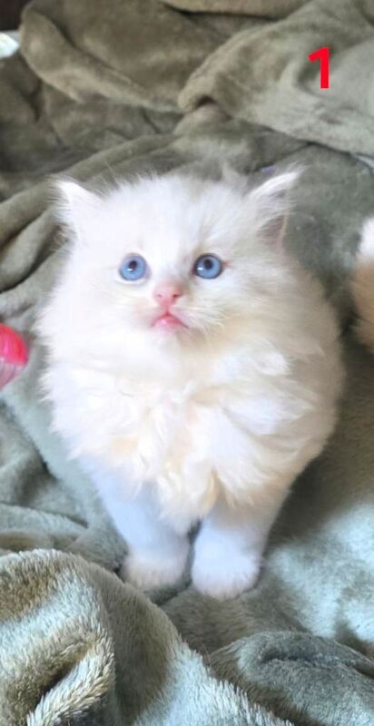 ️Stunning Ragdolls️ - Image 5 of 6