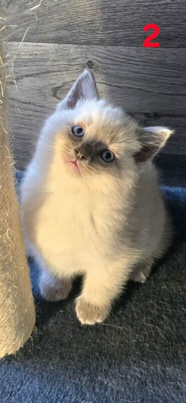 ️Stunning Ragdolls️ - Image 6 of 6