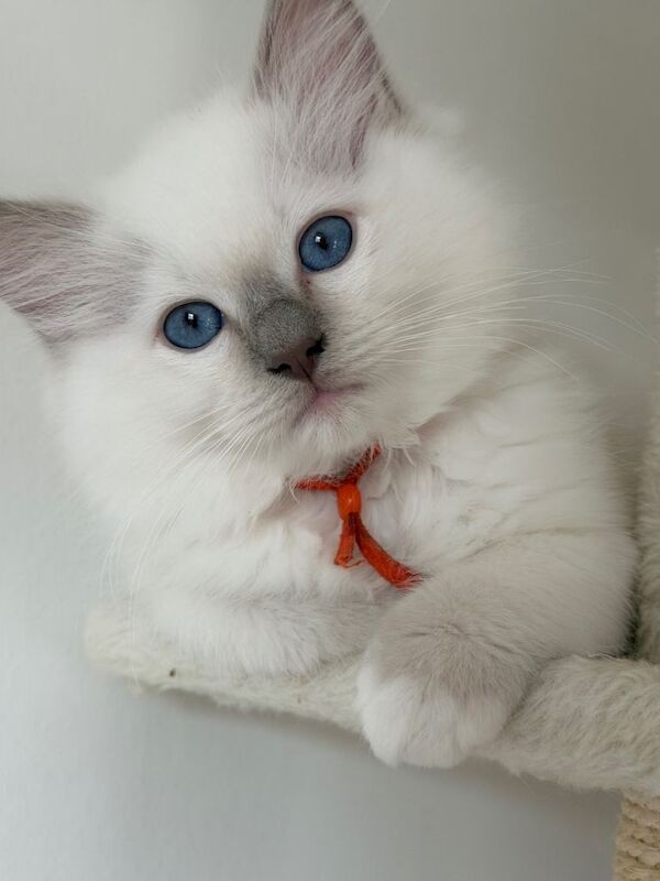Stunning two Male Lilac Point Ragdoll Kittens for Sale