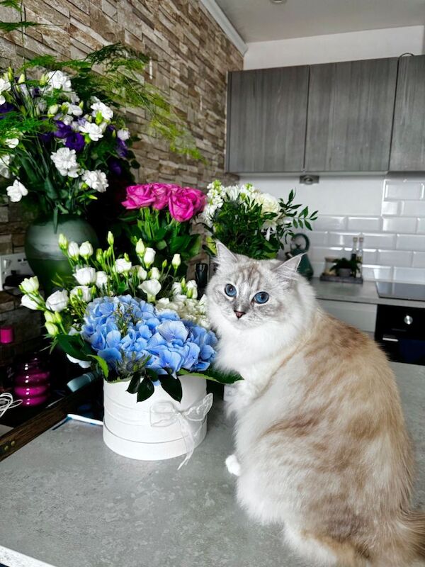 Ragdoll Kittens For Sale Under £300