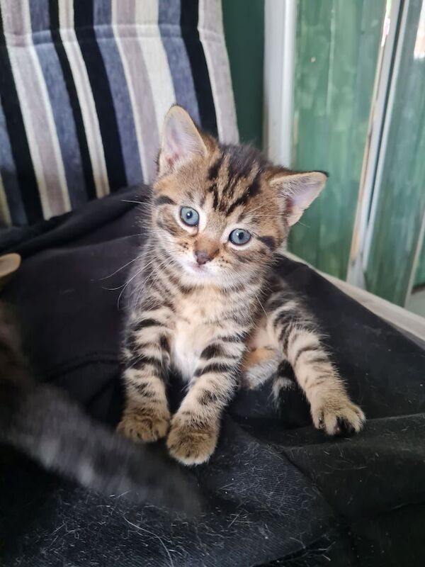 Tabby/bengal x ragdoll kittens for sale in Hereford, Herefordshire