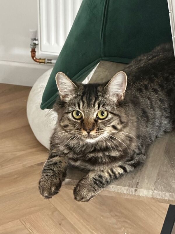Tabby / Ragdoll