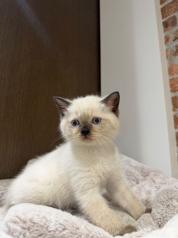 The beautiful Scottish Straight Kitten