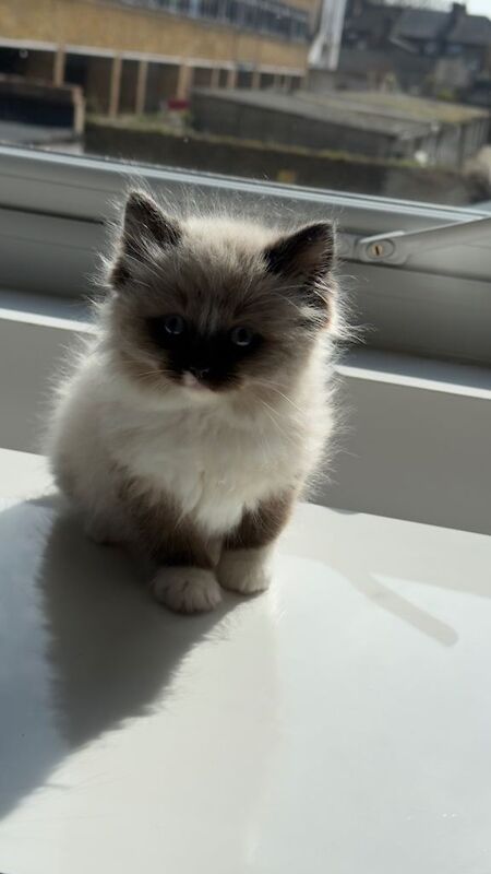 Ragdoll Kittens For Sale