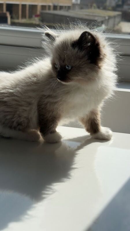 The Collar-Crowned Ragdoll: A Rare Little Beauty - Image 2 of 5