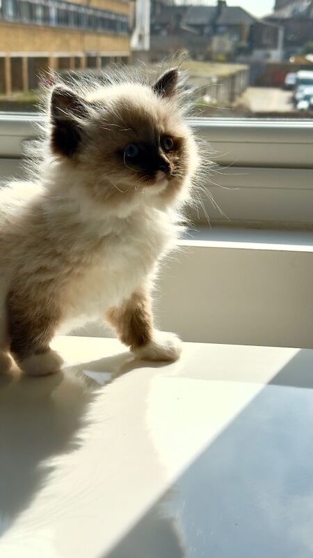 The Collar-Crowned Ragdoll: A Rare Little Beauty - Image 3 of 5