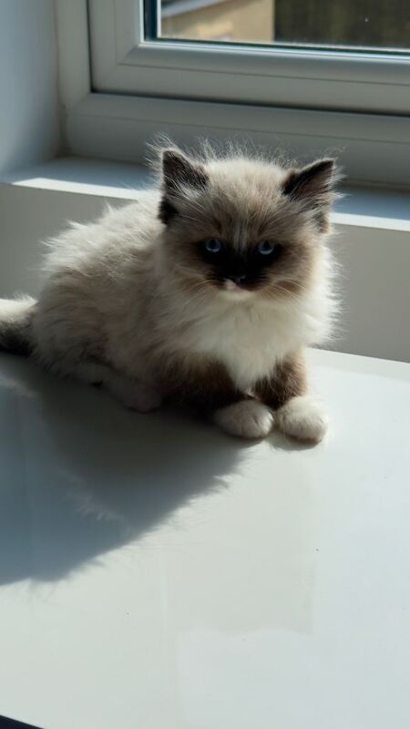 The Collar-Crowned Ragdoll: A Rare Little Beauty - Image 4 of 5