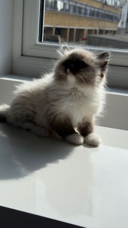 The Collar-Crowned Ragdoll: A Rare Little Beauty - Image 5 of 5