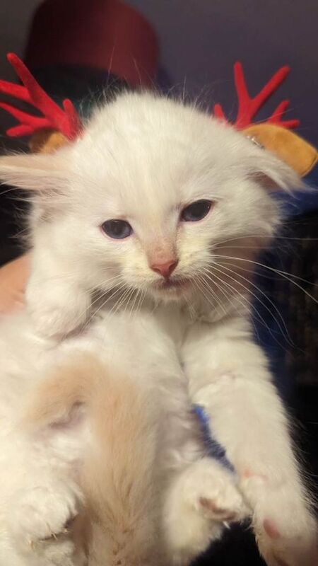 Ragdoll kittens for sale in Plaistow, Greater London – 8 weeks old