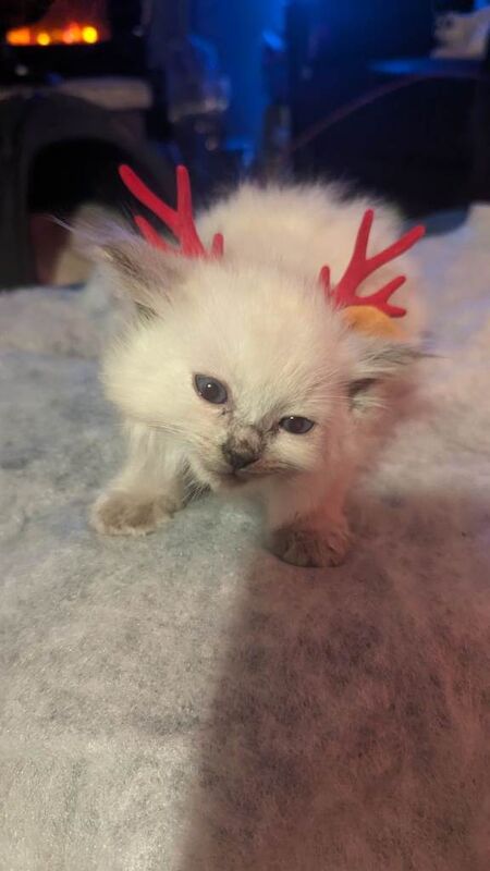 Ragdoll kittens for sale in Plaistow, Greater London – 8 weeks old - Image 2 of 6
