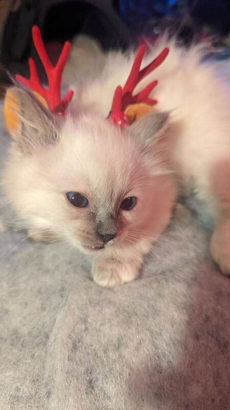 Ragdoll kittens for sale in Plaistow, Greater London – 8 weeks old - Image 3 of 6