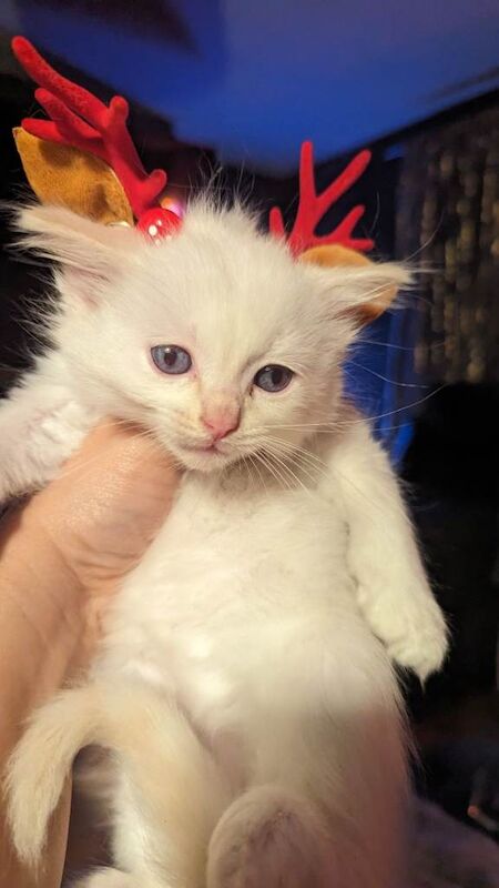 Ragdoll kittens for sale in Plaistow, Greater London – 8 weeks old - Image 4 of 6