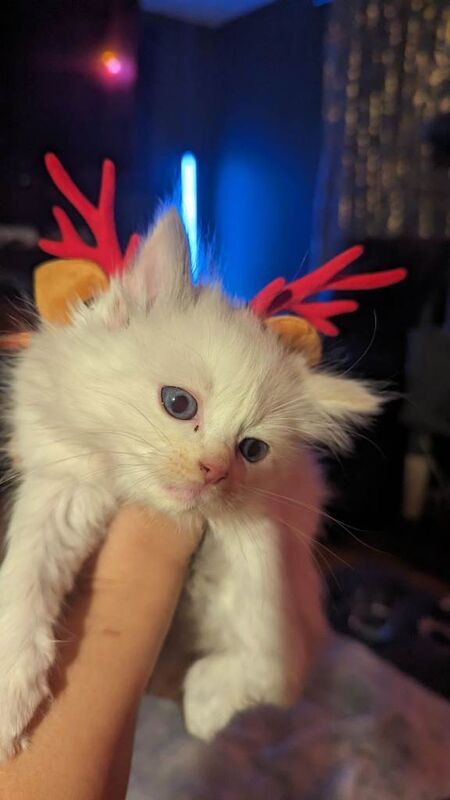 Ragdoll kittens for sale in Plaistow, Greater London – 8 weeks old - Image 5 of 6