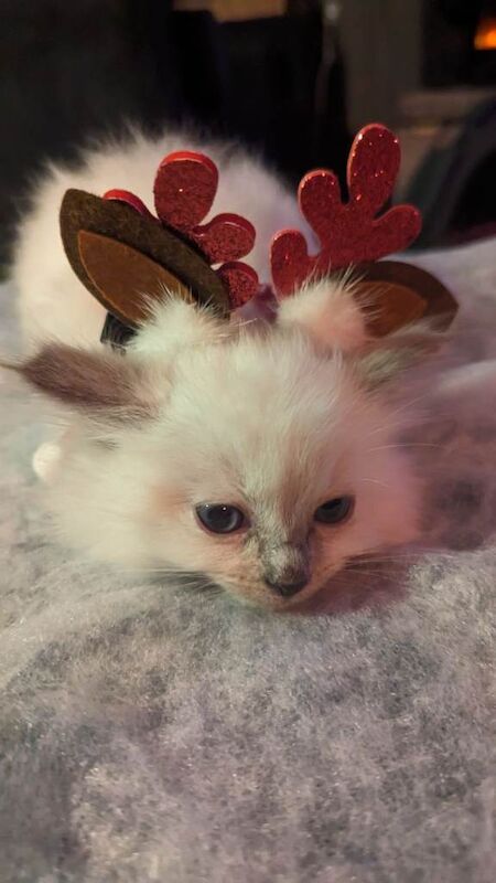 Ragdoll kittens for sale in Plaistow, Greater London – 8 weeks old - Image 6 of 6