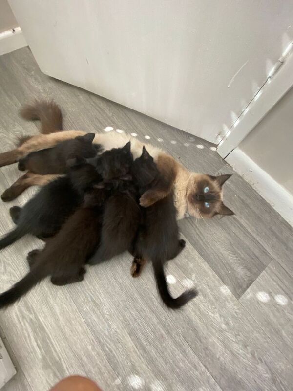Ragdoll Kittens For Sale Under £300