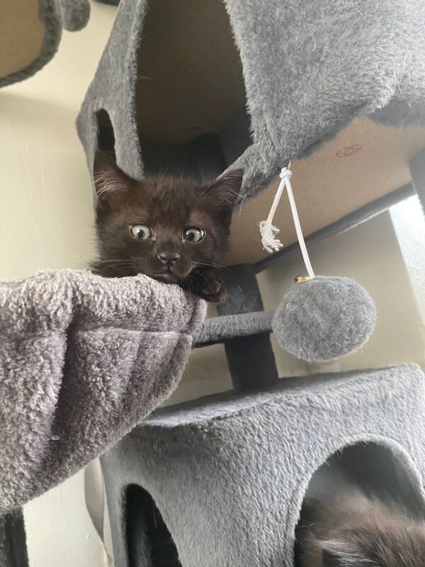 These beautiful fluffy ragdoll crossed British short hair are ready to find their forever home. - Image 2 of 4