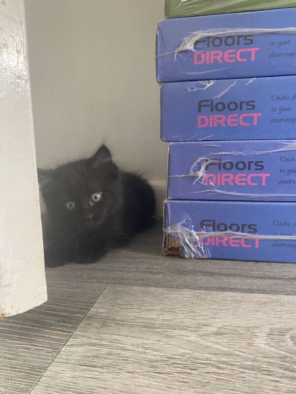 These beautiful fluffy ragdoll crossed British short hair are ready to find their forever home. - Image 3 of 4