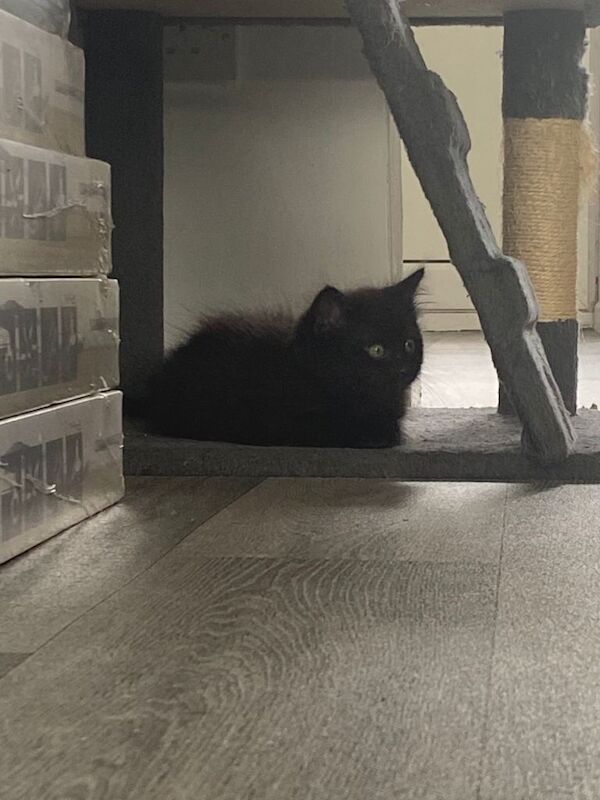 These beautiful fluffy ragdoll crossed British short hair are ready to find their forever home. - Image 4 of 4