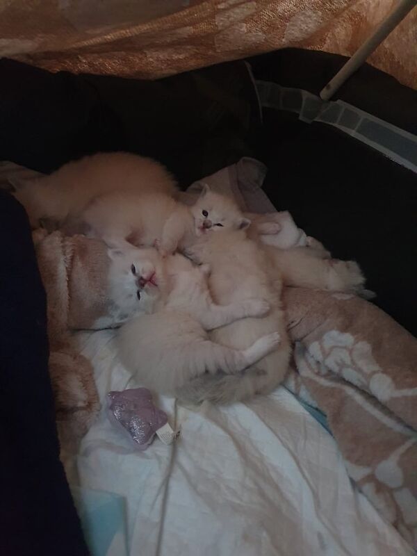 Three female Ragdoll kittens for sale in Cambridge, Cambridgeshire