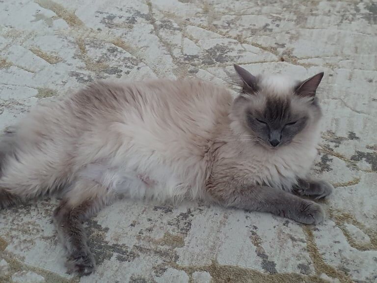 Three female Ragdoll kittens for sale in Cambridge, Cambridgeshire | Image 2