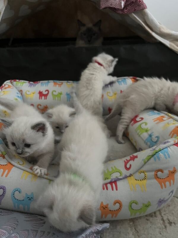 Three female Ragdoll kittens for sale in Cambridge, Cambridgeshire | Image 3