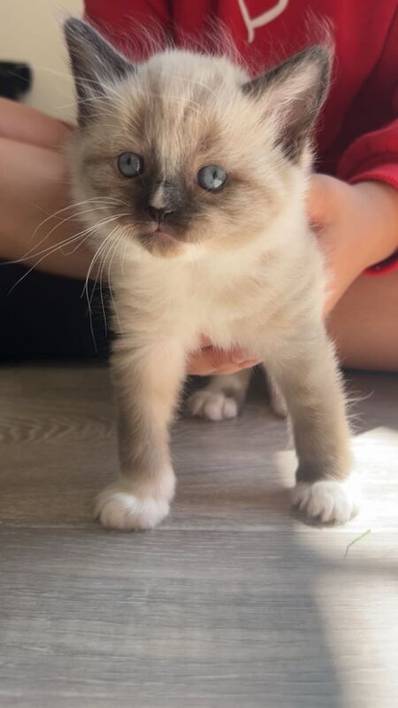 Three kittens for sale in Borehamwood, Hertfordshire