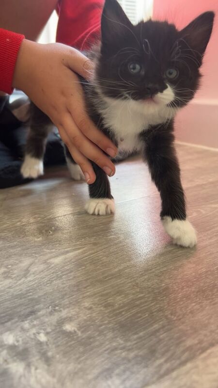 Three kittens for sale in Borehamwood, Hertfordshire | Image 2