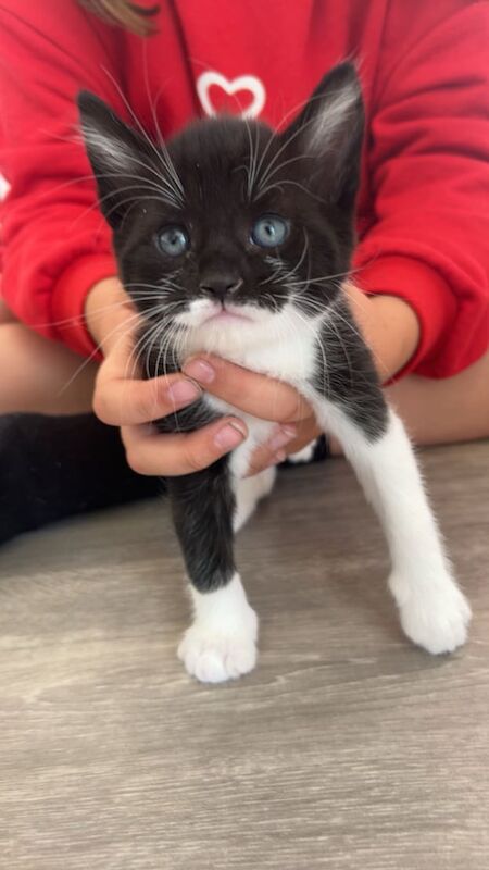 Three kittens for sale in Borehamwood, Hertfordshire | Image 3