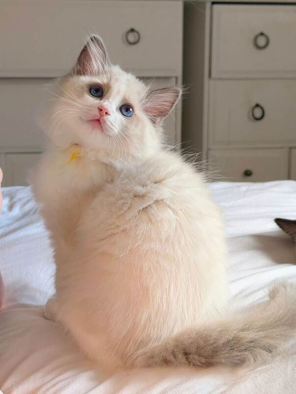 Tica Ragdolls imperial grand champion lines