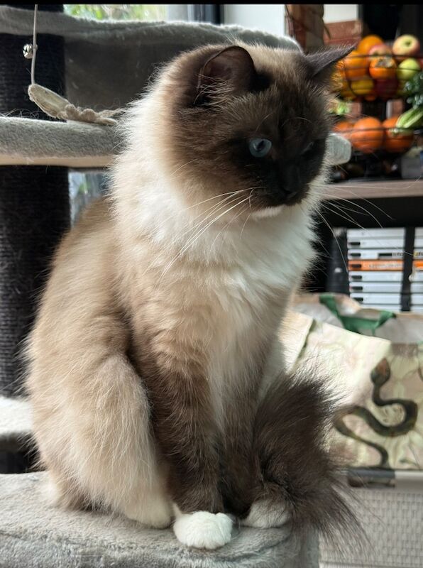 TICA Ragdoll Boys Imperial Grand Champion Sired - Image 2 of 13