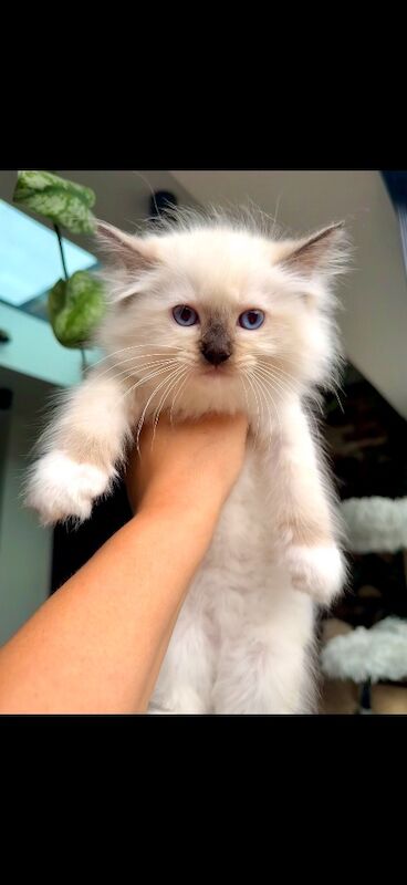 TICA Ragdoll Boys Imperial Grand Champion Sired - Image 3 of 13
