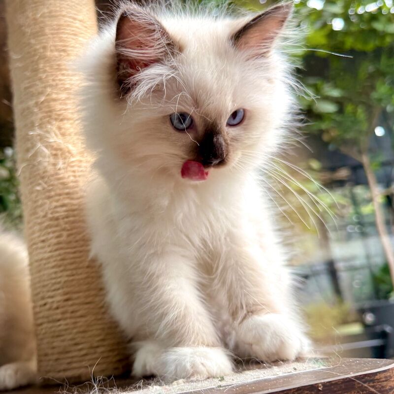 TICA Ragdoll Boys Imperial Grand Champion Sired - Image 4 of 13