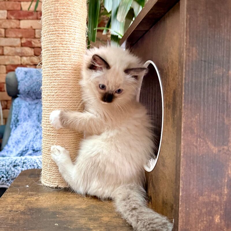 TICA Ragdoll Boys Imperial Grand Champion Sired - Image 5 of 13