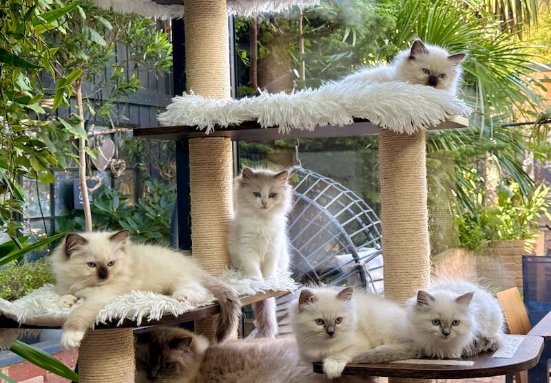 TICA Ragdoll Boys Imperial Grand Champion Sired - Image 6 of 13