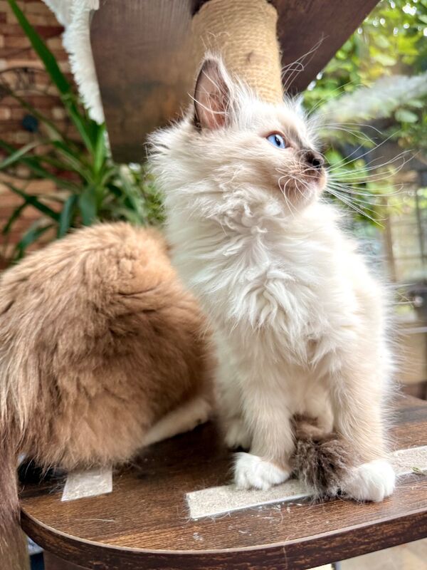 TICA Ragdoll Boys Imperial Grand Champion Sired - Image 7 of 13